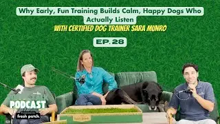 Why Early, Fun Training Builds Calm, Happy Dogs Who Actually Listen