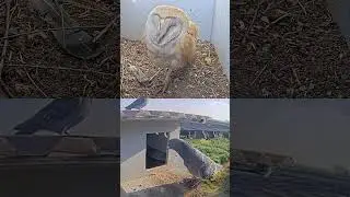Pigeon Pair Finds Surprise Tenant &mdash; An Owl! 🦉😲 #owl #pigeon #birds #wildlife #nature