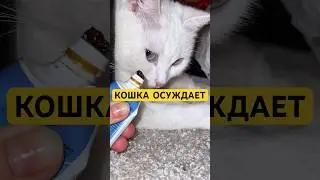 Не ожидала, что будет такая колоссальная разница😱ее просто не оторвать от неё wb: #565448740 #кошка