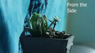 Benny the Plant (CMF 235 Project Emma Rish)