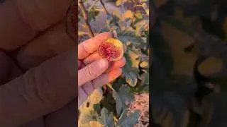 Red Lebanese Fig Fruit