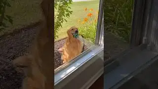 My dog woke me up in the worst way possible!