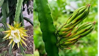 Tropical Food Forest Tour Summer 2023 Zone 9 PART 2