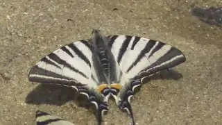 The butterfly  sail swallowtail, pear-tree swallowtail, enjoying life