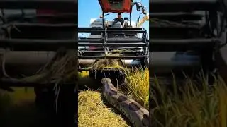 Best Snake Control Methods for Rice Farms #Anaconda #farming #agriculture #snake