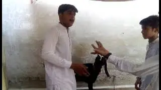 bkra mandi