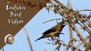 The White Rumped Munia (Lonchura striata) - Indian Bird Videos