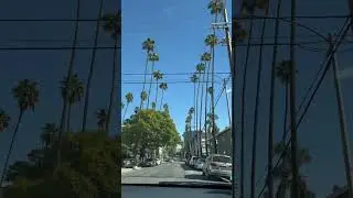 Palm Trees🏝 #losangeles #california #travel #travelvlog #traveling #travelling #palmtrees #vacation