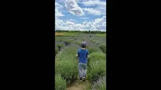 Plimbare in Gradina de Lavanda