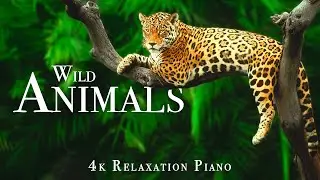 Wild Animals 4K - Scenic Wildlife Film With Piano Calming Music, Study, Relaxing
