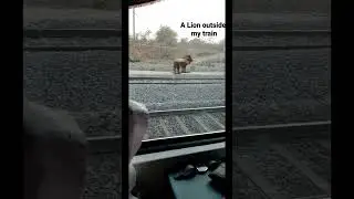 A LION OUTSIDE MY TRAIN!! Google Generated Animals #trendingshorts #ai #animals #lion #travel #india
