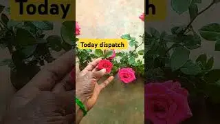 online sale rose plant #6374934601 #gardening #rosecaring #garden #gardenplants #9790838347 #