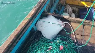 Rawai senggol ikan pari tampa umpan 22 Februari 2021