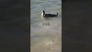 Baby Penguin's First Swim Fail&mdash;Epic Rescue! 🐧🌊#cuteanimals #viralmoment #babypenguin #fypviral