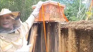 Live Bee removal from a fence