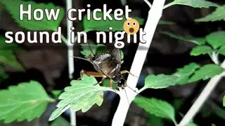 How cricket make sounds in night ! #shorts