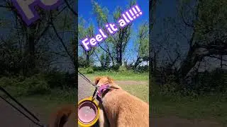 #feel it #all . #Colorado #summer #dog #funny