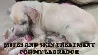 Treatment of Mites and Skin infection for dogs || Max skin infection || @LifeofRadhika19 