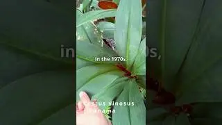 This Beauty Is Critically Endangered or Extinct In the Wild | Costus vinosus