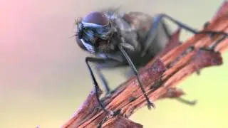 Anthomyiid on Pine twig