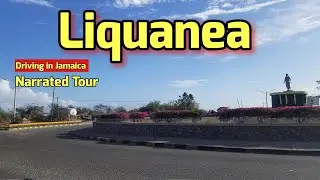 Liquanea | Jamaica