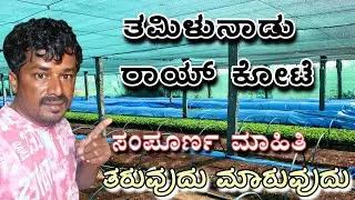 ಎಷ್ಟು ರೂಪಾಯಿಗೆ ತರುತ್ತಾರೆ ಎಷ್ಟು ರೂಪಾಯಿಗೆ ಮಾರುತ್ತಾರೆ ಹೂವಿನ ಪೈರನ್ನು 🌱 #sakkarenadukempa#ಈರೇಗೌಡನಕೊಪ್ಪಲು 