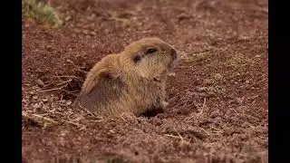 Tuco tuco Facts  Interesting Facts about Tuco tuco  Facts about Tuco tuco