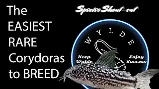 Rare, easy to breed Corydoras. Nanus