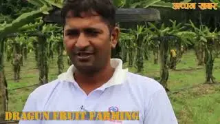 Dragon fruits farming in Mithila Municipality 9,Dhanusa