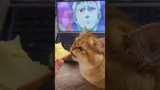 Ulubione kanapki z serem 😅#cat #sandwich #kanapka #eating #cateat #naruto #anime #animecat