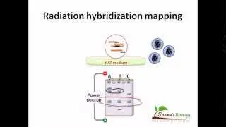 Radiation hybridization mapping