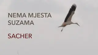 Sacher - Nema mjesta suzama (Official lyric video)