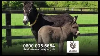 The Donkey Sanctuary TV Advert (2011)