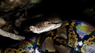 Night Snake Tour with Jungle Joe, Khao Lak,Thailand. Oct 15th 2024