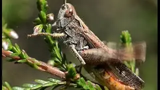 Ratelaar Chorthippus biguttulus, roepzang