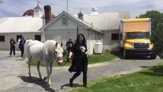 Tracey Stewart talks about Lily the horse and her future