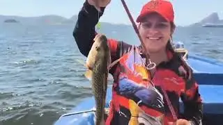 BAIA DE GUANABARA RJ | PESCA EMBARCADA CORVINAS COM CAMAR&Atilde;O VIVO FISHING | TRAINEIRA MACANUDO FISH