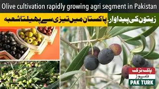 Olive cultivation rapidly growing agri segment in Pakistan|| Pak Turk News
