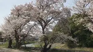 明日香村 甘樫丘　前　飛鳥川