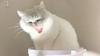 何もない日の、ねこべやの一日