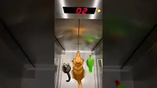 Dog&rsquo;s Lightning Sushi Run Human Tries to Catch Up and Fails Hilariously!