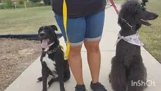 Chumbawumba & Bailey: Park Exposure 