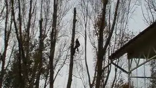 dave gets owned by a poplar