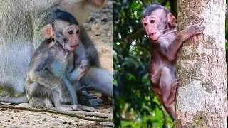 Wow!!! Tiny Baby Now is An Dependent life by herself #Roy Ture #Animals #monkey