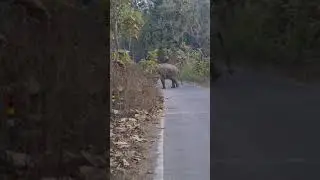 Elephant On The Highway | Corridor| Corbett Tiger Reserve|Jim Corbett| Road Crossing| Tusker