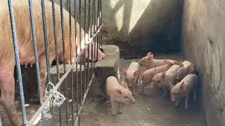 When is the best time to start Pig Farming?