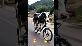Cow bicycle #cow #funnyanimal