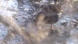 Water Rail &Oslash;stensj&oslash;vannet