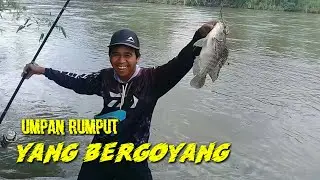 umpan rumput // air semakin surut, Nila BABON semakin mudah dibawa pulang....