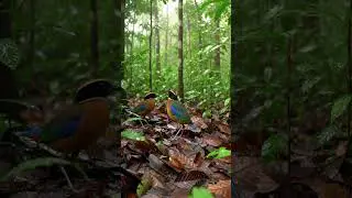 Blue-rumped Pitta (Hydrornis soror) &mdash; 16s Clear Call | Rare Forest Bird Sound #birdsound  #birdsong